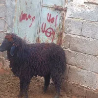 بره یک ساله برا فروش