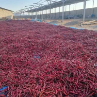 فروش ۵ تن فلفل قرمز|عمده‌فروشی|فیروزآباد (فارس), |دیوار