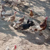 بوقلمون بروبو اصل درجه یک|حیوانات مزرعه|مرودشت, ژیان|دیوار