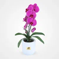 خدمات زیبایی و درمانی ارکیده مخصوص بانوان