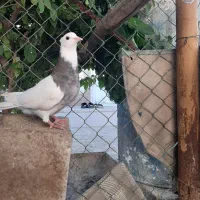 سه جفت طوقی