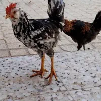 خروس گلین اصل|حیوانات مزرعه|شیراز, اکبر آباد|دیوار