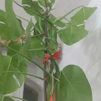 گل طبیعی|گل و گیاه طبیعی|قم, ولیعصر|دیوار