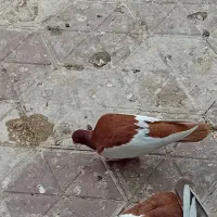 یهودی ماده سینه