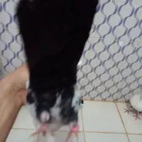 دم سیاه|پرنده|بندر ماهشهر, |دیوار