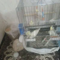 عروس هلندی لوتینو