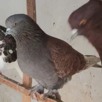 تعدادی کبوتر درجه یک برای فروش