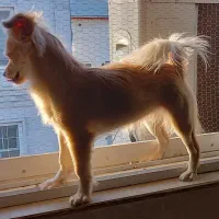 سگ اشپیتز پامر|سگ|آستانه اشرفیه, |دیوار