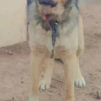 سگ درشت