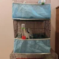 مرغ عشق پروانه‌ایی،انگلیسی،معمولی با ۴جوجه