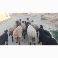 هشت راس میش زاییده بره درشت است