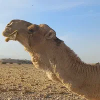 لوک داشتی|حیوانات مزرعه|جره و بالاده, |دیوار