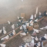 کبوتر دوکت|پرنده|زارچ, |دیوار