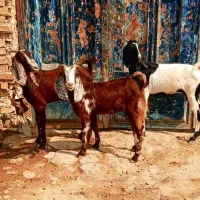 بز ابستن      بره گوسفند گاو
