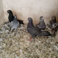 ده تاکفترپرشی بیشترش نرهمه پای هم 1200|پرنده|شیروان (خراسان), |دیوار