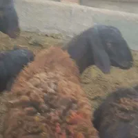 گوشت تازه بره نر