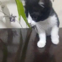 بچه گربه خونگی واگزار