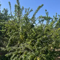 باغ مثمر با انواع درختان ۹هزار متر
