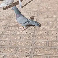 دوتا کفتر جوجه قره مینا سیاه و سبز ماده|پرنده|تربت‌حیدریه, ترمینال|دیوار