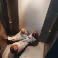 سینه کله هفت رنگ کاکلی خال کرباتی|پرنده|سبزوار, قصبه شرقی|دیوار