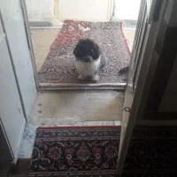 سگ شیتزو|سگ|خرم‌آباد, |دیوار