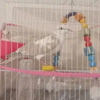 کبوتر|پرنده|مشهد, رده|دیوار