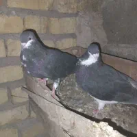 خوشرنگ و طوقی