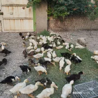جوجه اردک درجه یک و سالم. فروش یکجا.مخصوص شالی