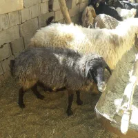 میش وقوچ