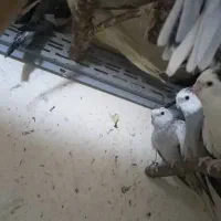 عروس هلندی سر حال