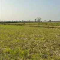 فروش شالیزار با شرایط ویژه در جاده شفت به فومن
