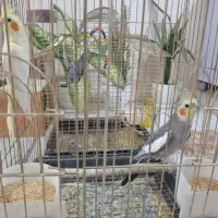 یه جفت عروس هلندی دستی