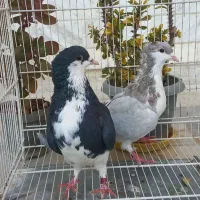 ساده کاکلی|پرنده|بجنورد, |دیوار