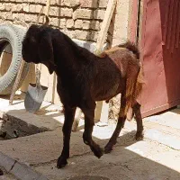 فروش سه راس بزغاله نر