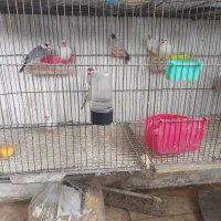 فنج نرگسی باتماس بگیرید|پرنده|مشهد, نوید|دیوار