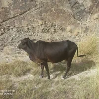 گاو و گوساله نر|حیوانات مزرعه|سراوان, |دیوار