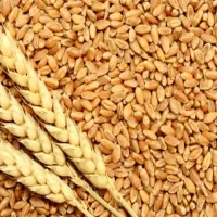 گندم قابوس درجه یک