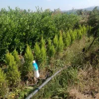 لاوسون یا کاج طلایی گلدان 3و4|گل و گیاه طبیعی|رامسر, |دیوار