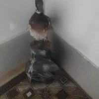 پرنده تزئینی طبیعی|مجسمه، تندیس، ماکت|پارسآباد, |دیوار