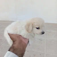 توله سگ پاکوتاه واگذار