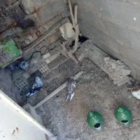 کبوتر بهبهانی