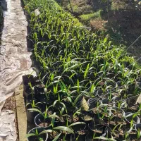 نشاء گیاه پالم|گل و گیاه طبیعی|رودسر, |دیوار