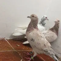 کفتر بوم درگز