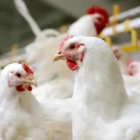 فروش مرغ زنده (گوشتی)کیلویی ۲۷۰۰۰۰