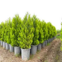 لاوسون نیم زباله