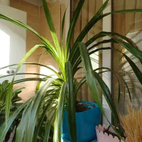 گل های کنارسالنی|گل و گیاه طبیعی|ری, شهرری|دیوار