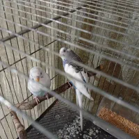 یک جفت مرغ عشق نر دستی|پرنده|ری, شهادت|دیوار