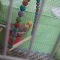 عروس هلندی نر