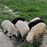 بره نر|حیوانات مزرعه|جیرفت, |دیوار