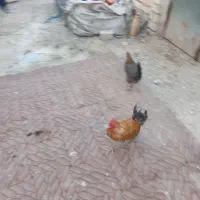 فروشغازوخروس|حیوانات مزرعه|بندر امام خمینی, |دیوار